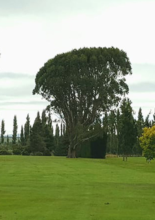 Mataura Golf Club