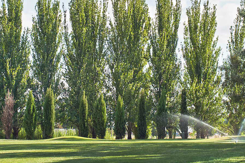 golfer-goulburn-golf-club-2.jpg