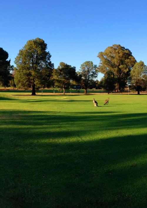 Griffith Golf Club