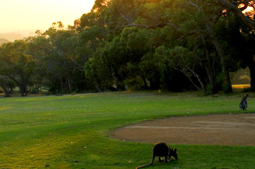 Grampians-Golf-Club_1.jpg