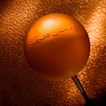 Orange_Whip_1.jpeg