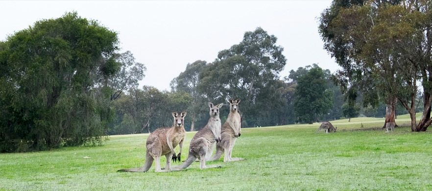 18 Holes for 2 at Melbourne's <em>Yarrambat Park Golf Course.</em> with pull buggies and a pot of tap beer afterwards.  