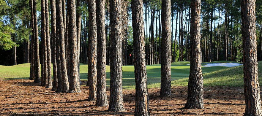 The Pines - Sanctuary Cove