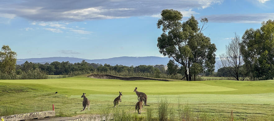 Your chance to play at the award winning <em>Yering Meadows Golf Club.</em> 18 Holes for Two in shared Motorised Carts.